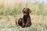 DOBERMANN 611